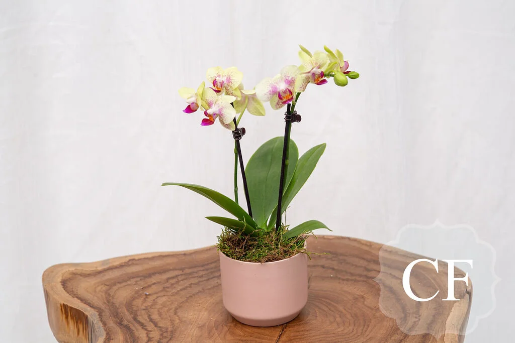 Tiny Orchid
