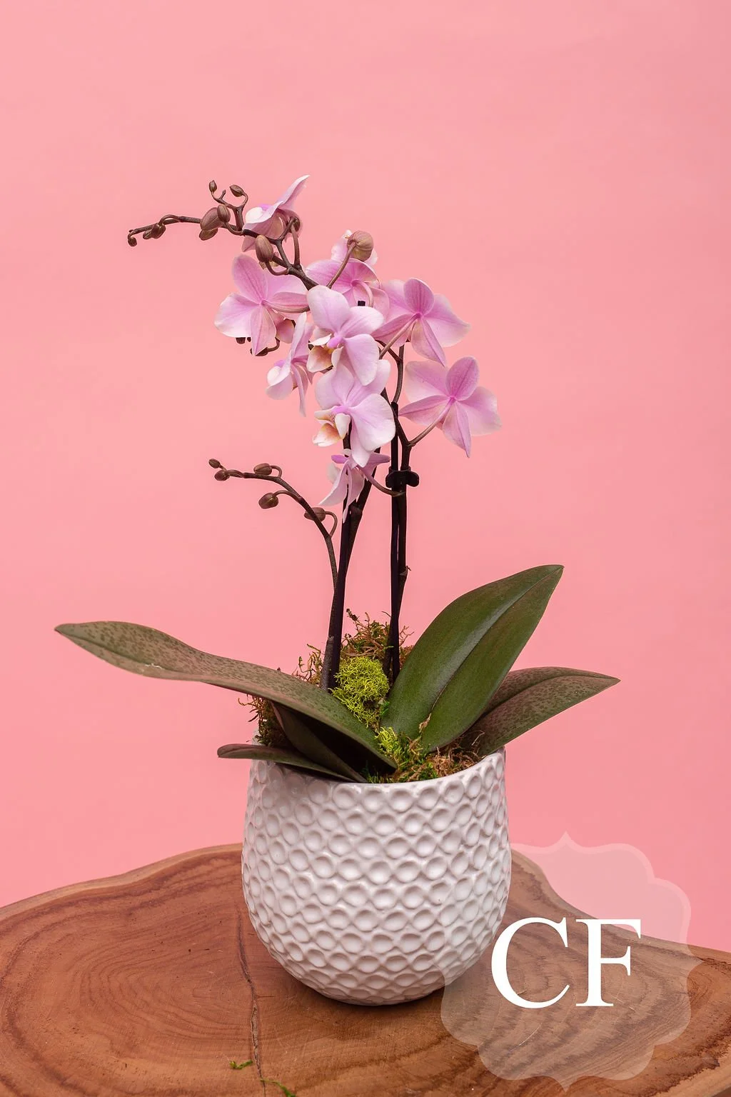 Shop Everyday Flowers delivery Waterloo & Kitchener — Charmed Flowers