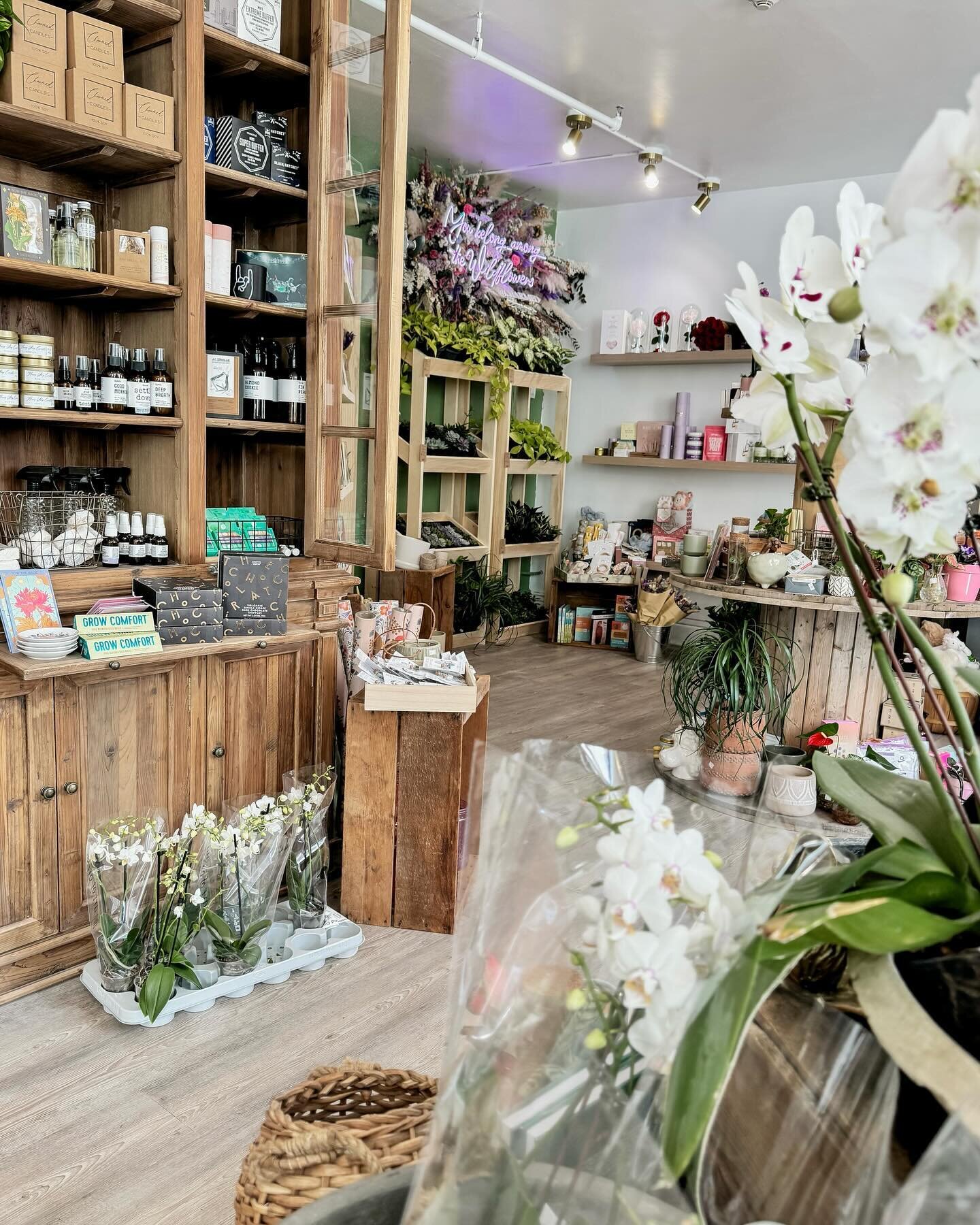 If I can&rsquo;t be enjoying the sun outside, I&rsquo;m so grateful to be able to enjoy it in here. ☀️ 

#ivebeencharmed #uptownwaterloo #kitchenerflowershop #kwflorist #kwlove#kwlocalbusiness #giftskitchener #dtk #kwgiftshop #kwflorist#kitchenerwate