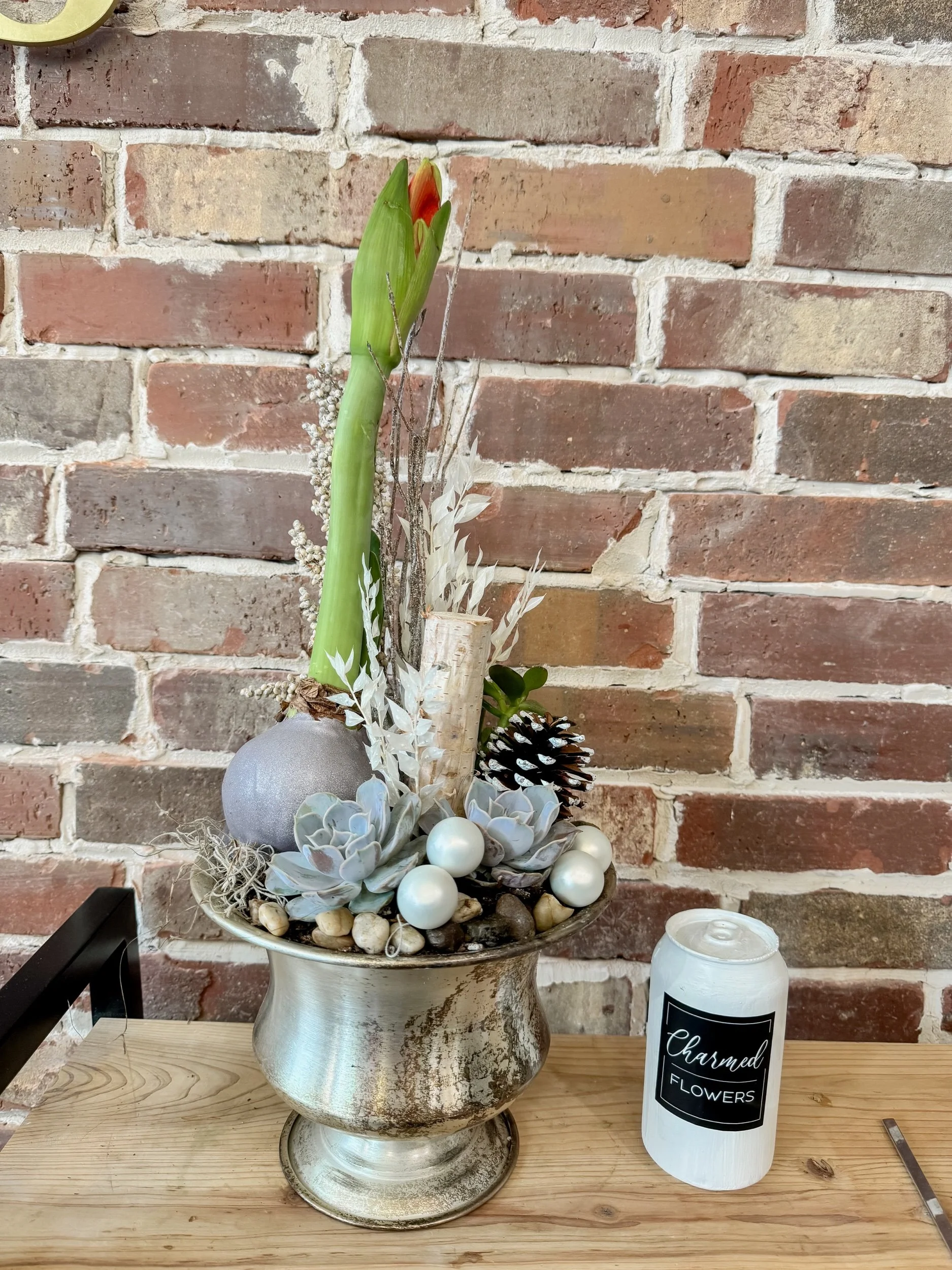 Amaryllis Elegance 2