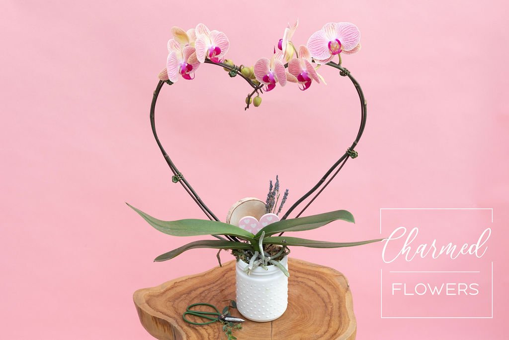Heart Shaped Orchids is features two orchid stems in the shape of a heart