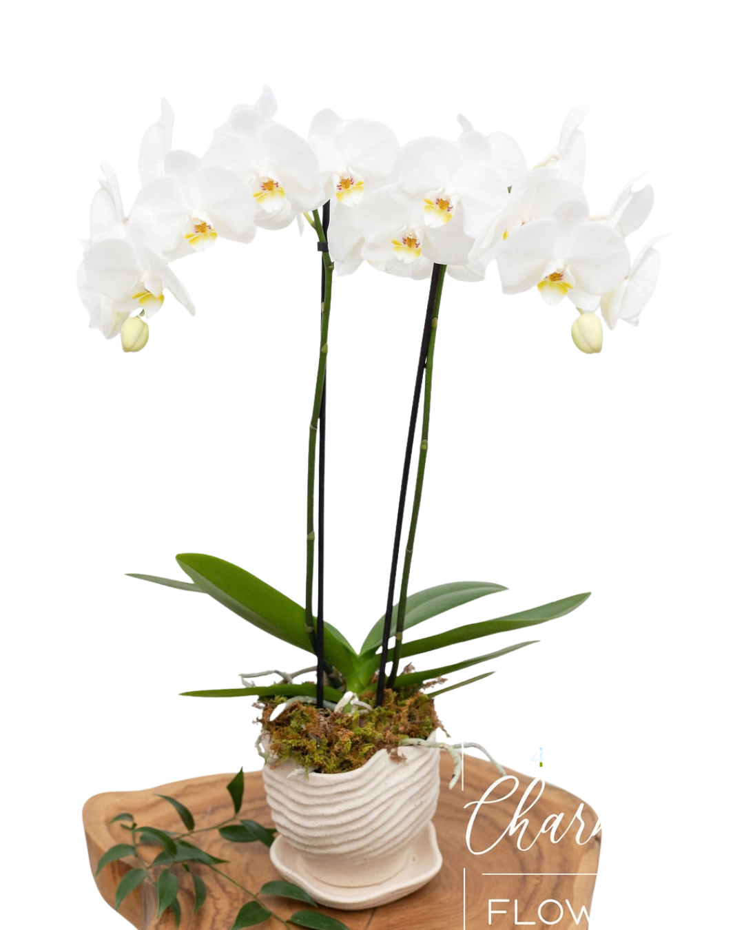 Premium White Orchid