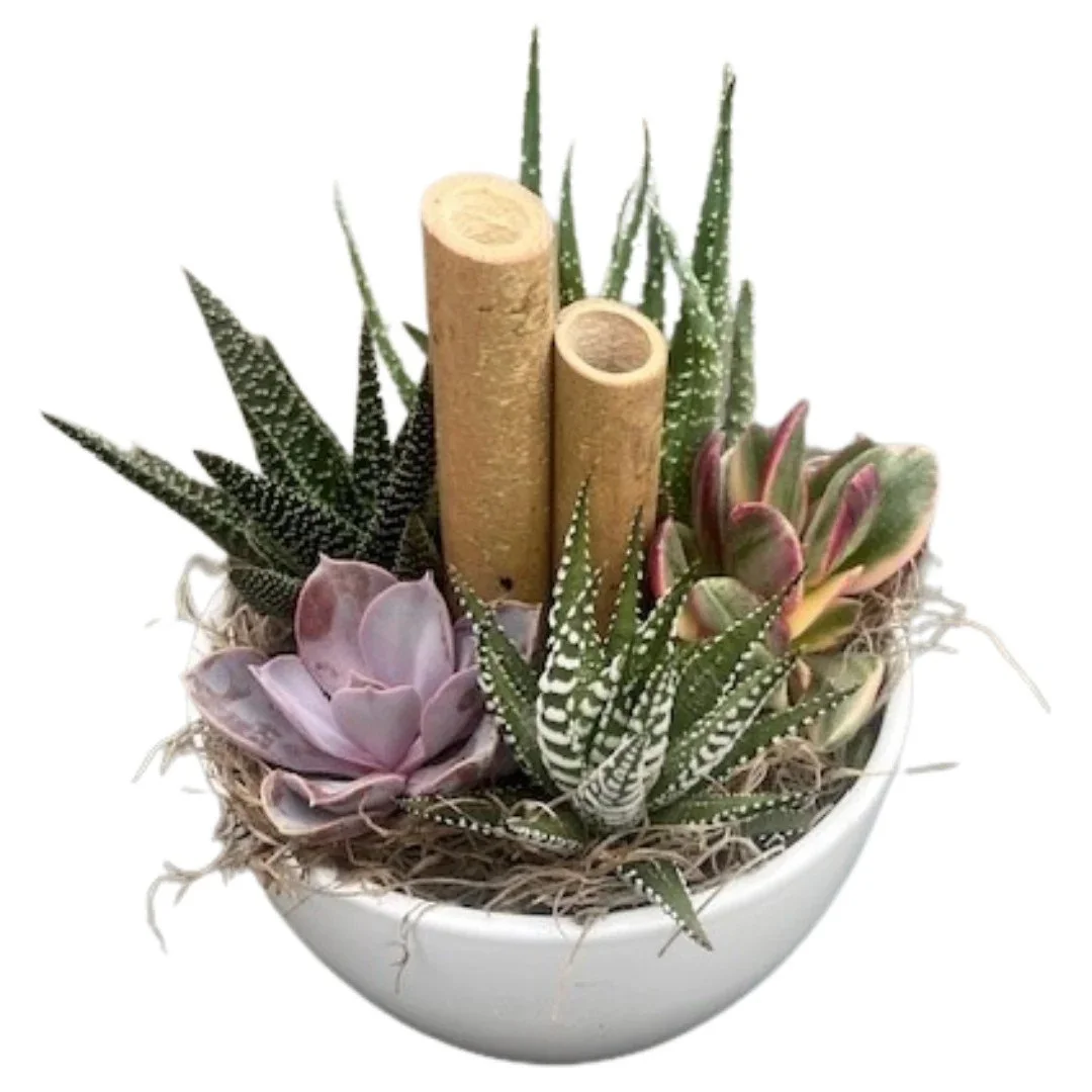Succulent Bowl