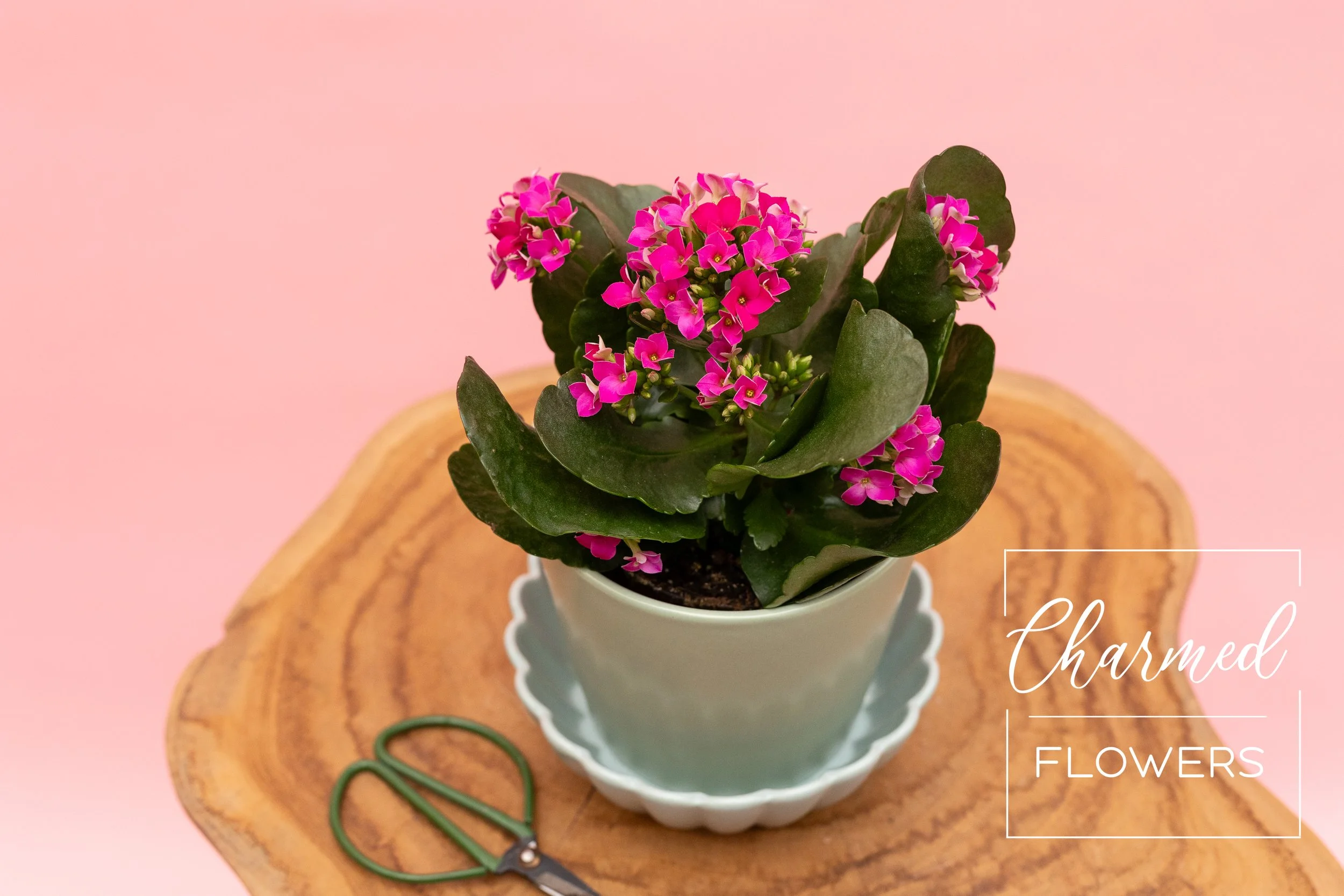 CharmedApril'26-NOWM-93.jpg (Copy)