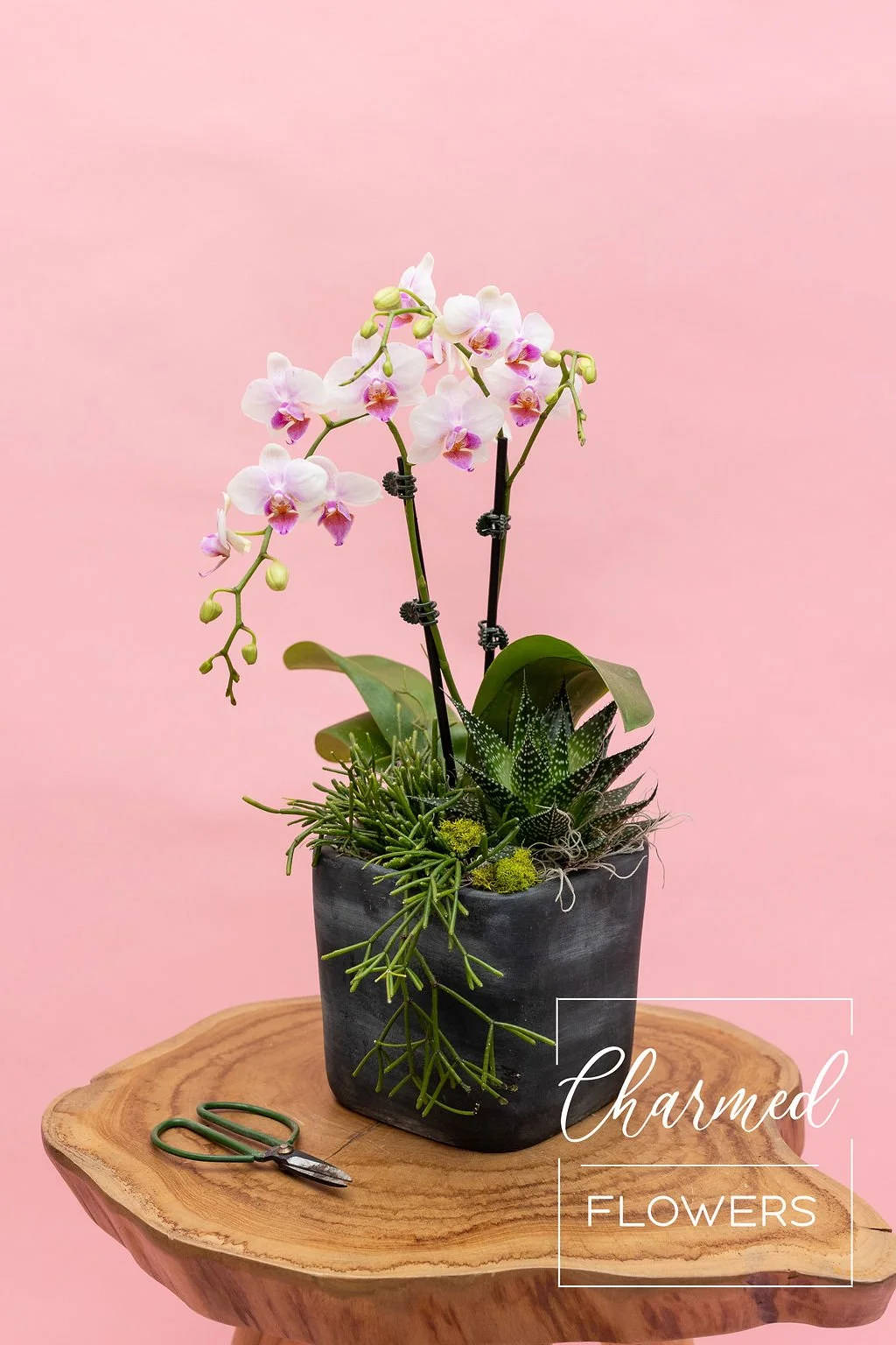 Cement Mixed Orchid Planter