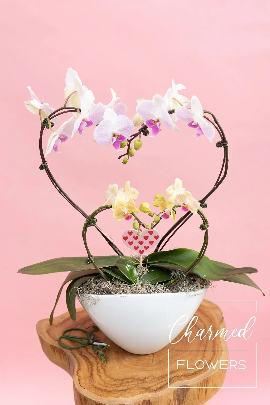 Heart Shaped Orchids - Two Sizes