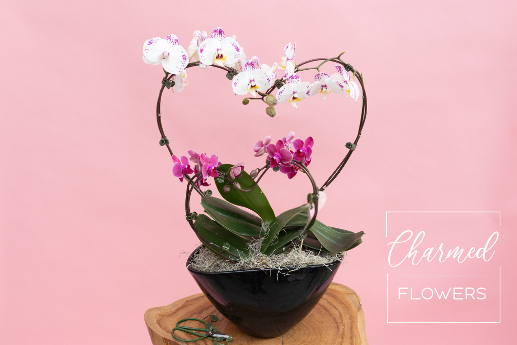 Untitled design (1).png