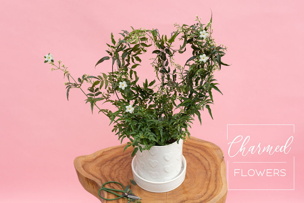 Heart Shaped Jasmine Plant in white pot
