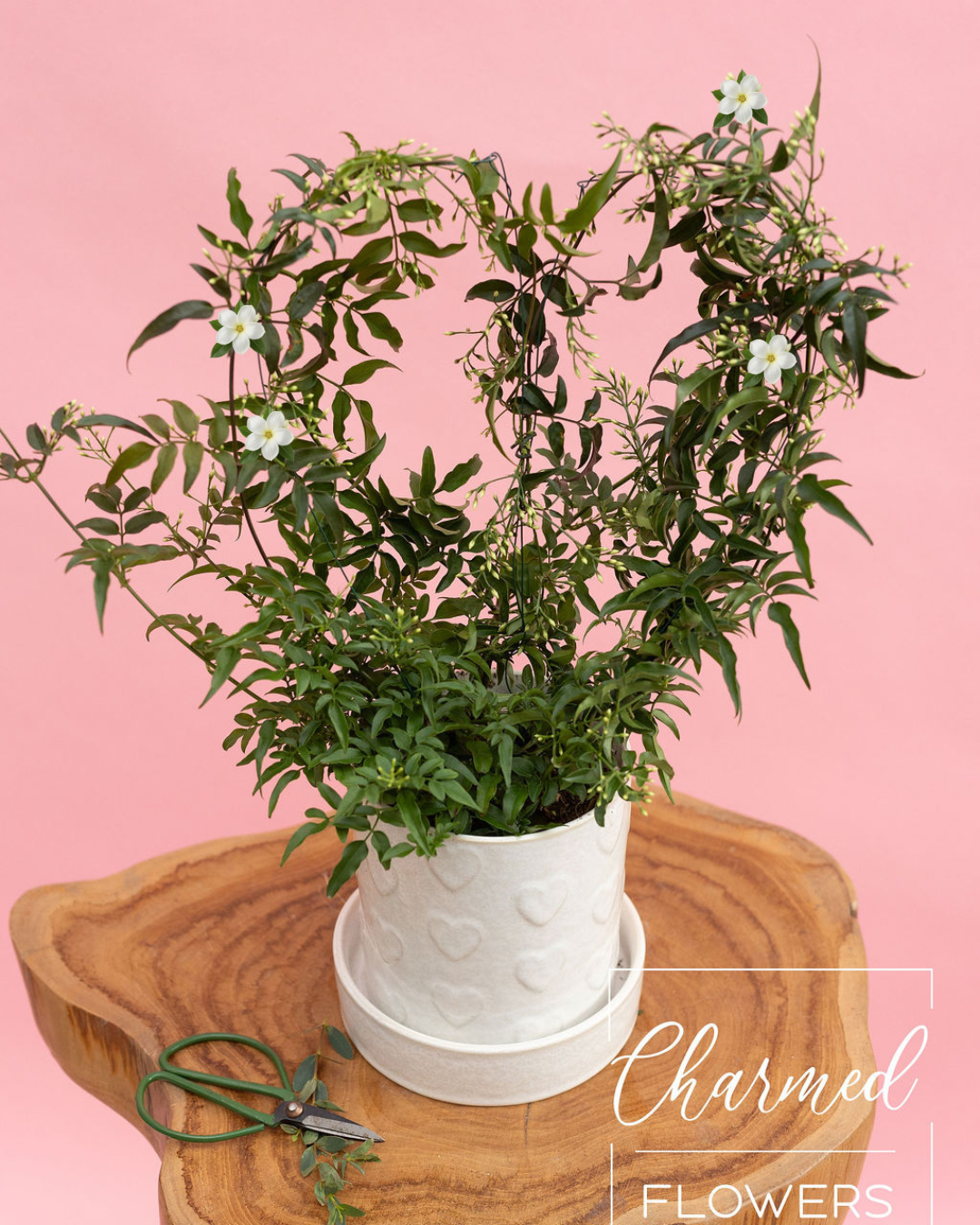 Heart Shaped Jasmine Plant