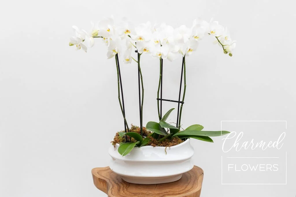 large white orchid planter