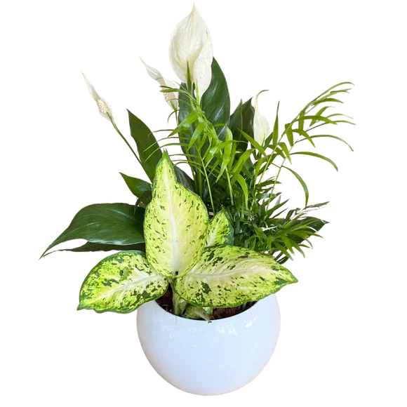 Peace Lily Planter