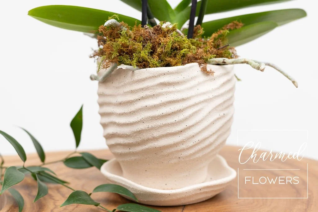 Textured whtie pot