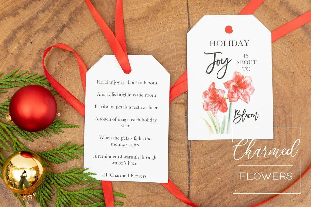 Amaryllis Bundle of Cheer 2