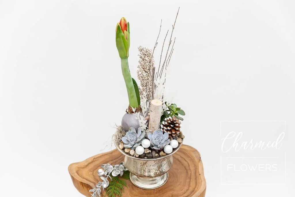 Amaryllis Elegance 1