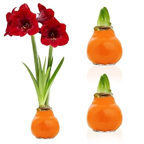 Orange-Wax-2-Pieces-Amaryllis-Bulb-Collection-Amarylia-1916.webp