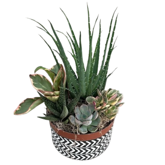 SucculentTinMix_580x_crop_center.png