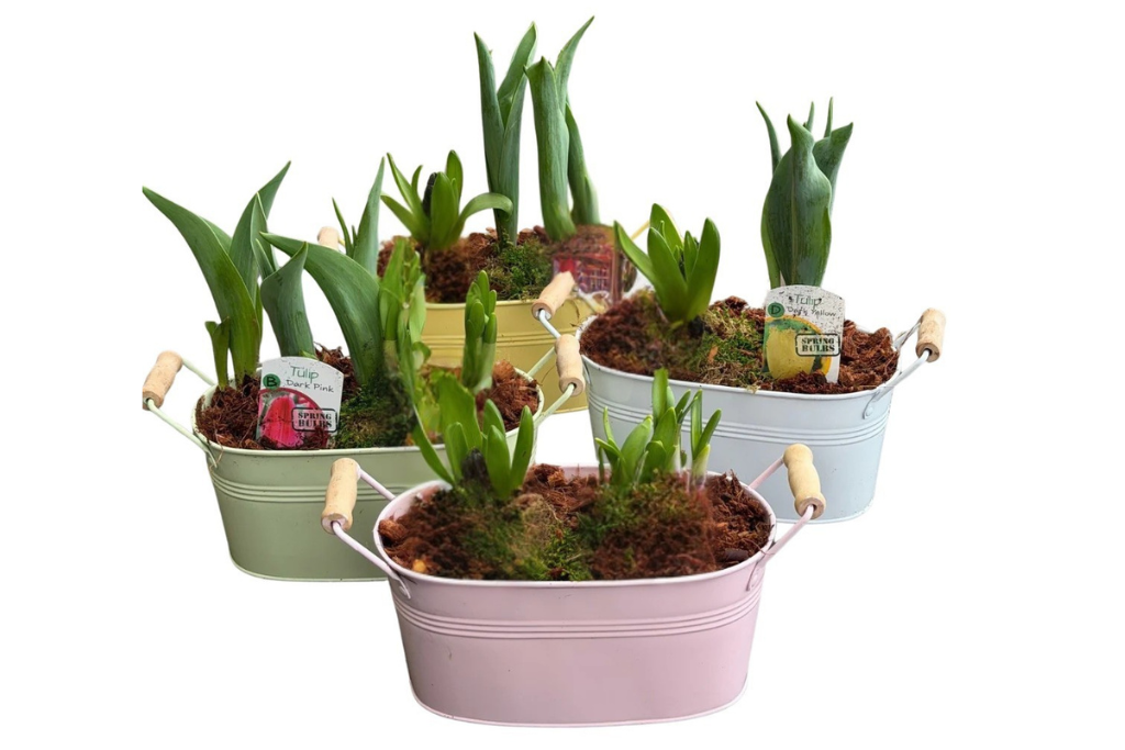 Spring Bulb Pastel Planters