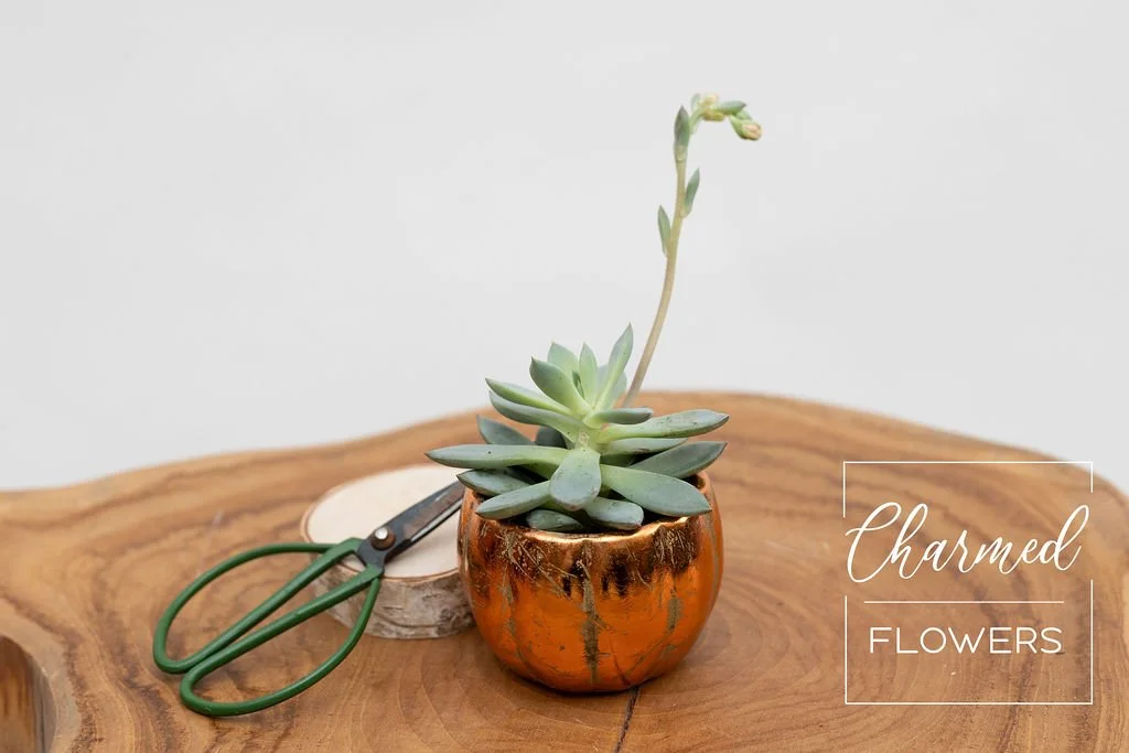 mini pumpkin succulent