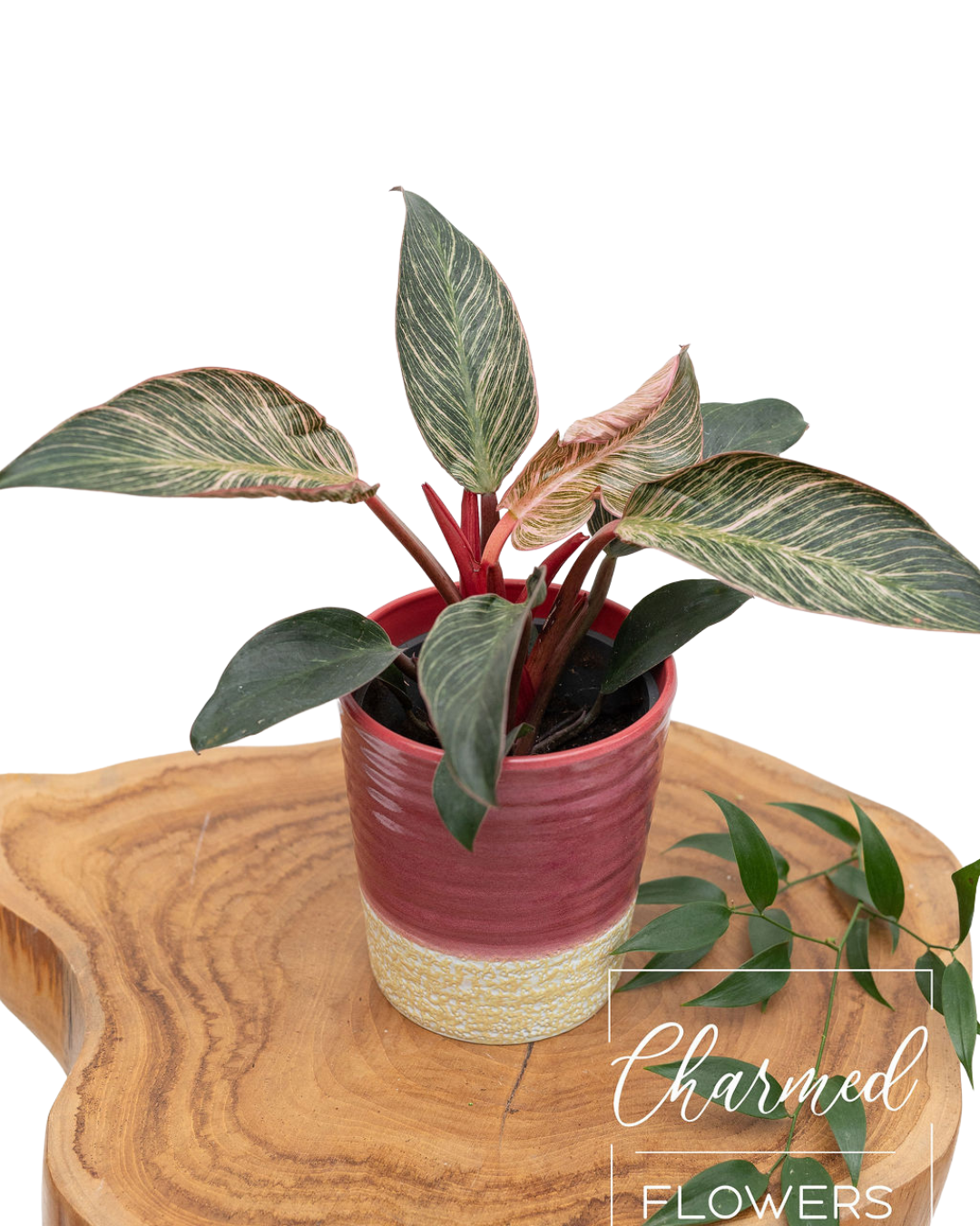 Pink Philodendron