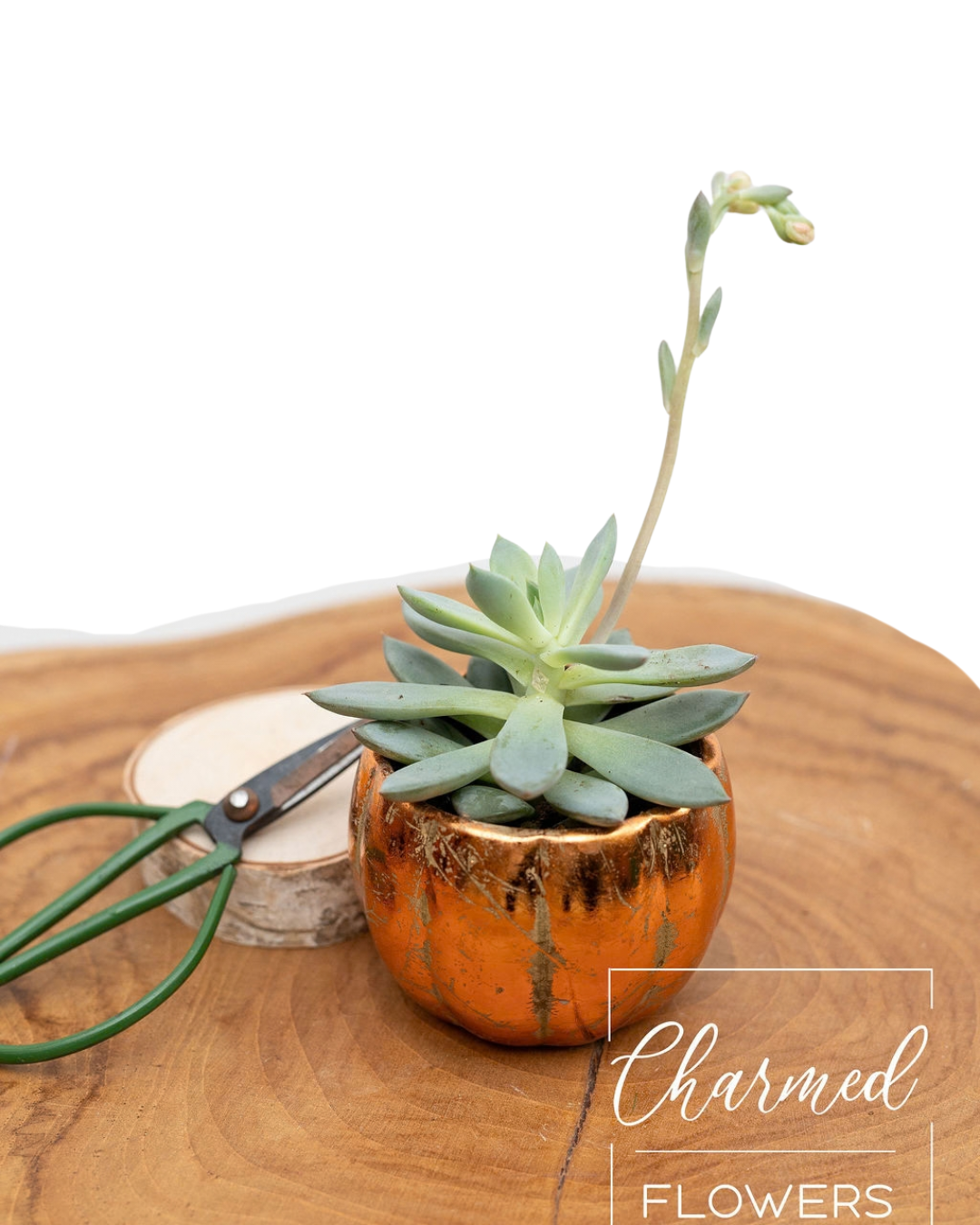 Mini Pumpkin Planter