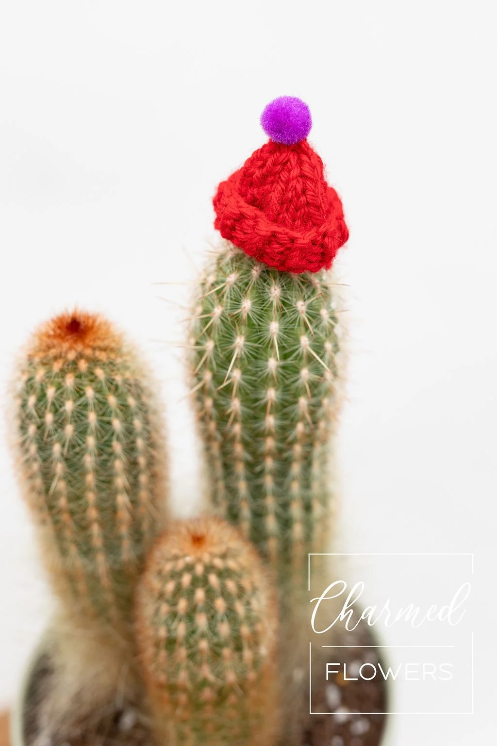 Charmed flowers (110).jpg