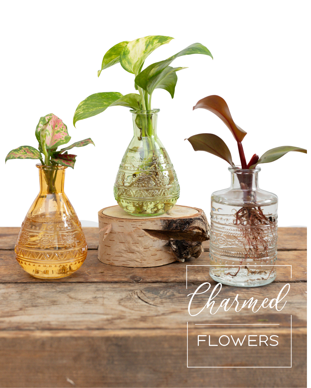 H2O Plants - Bottle