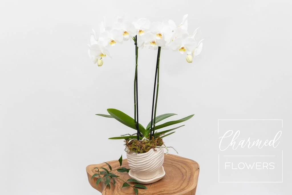 premium orchid in pot