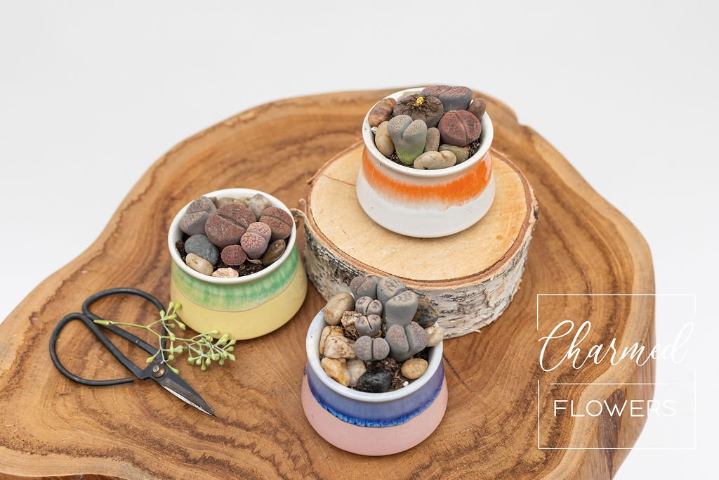 Living Stones