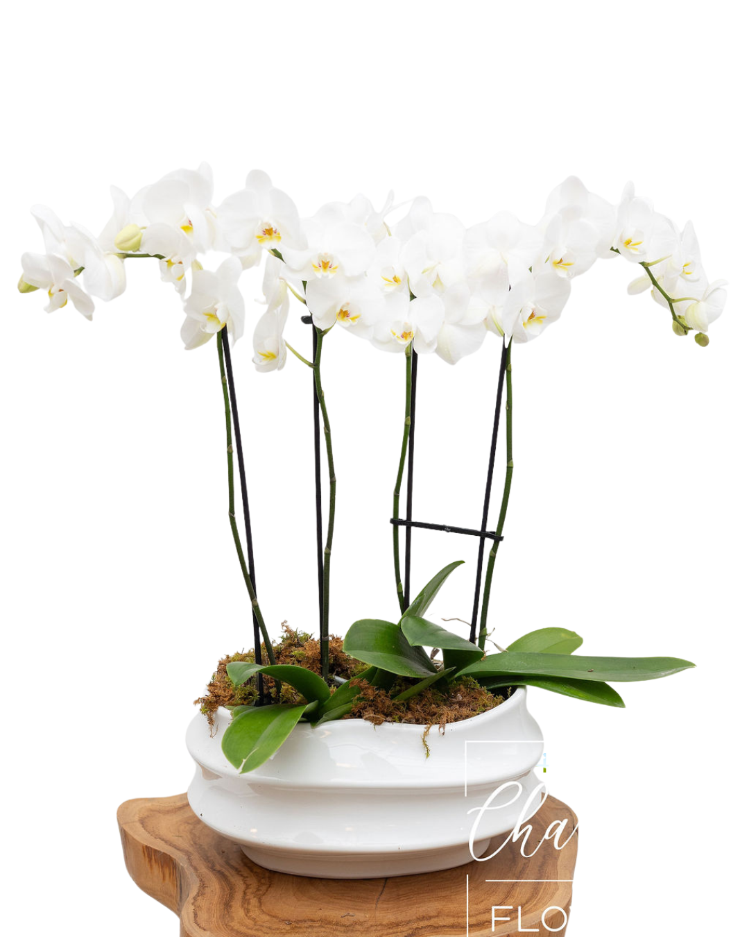 Orchid Wave