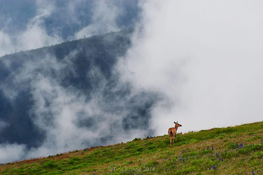 Hurricane Ridge, Olympic National Park