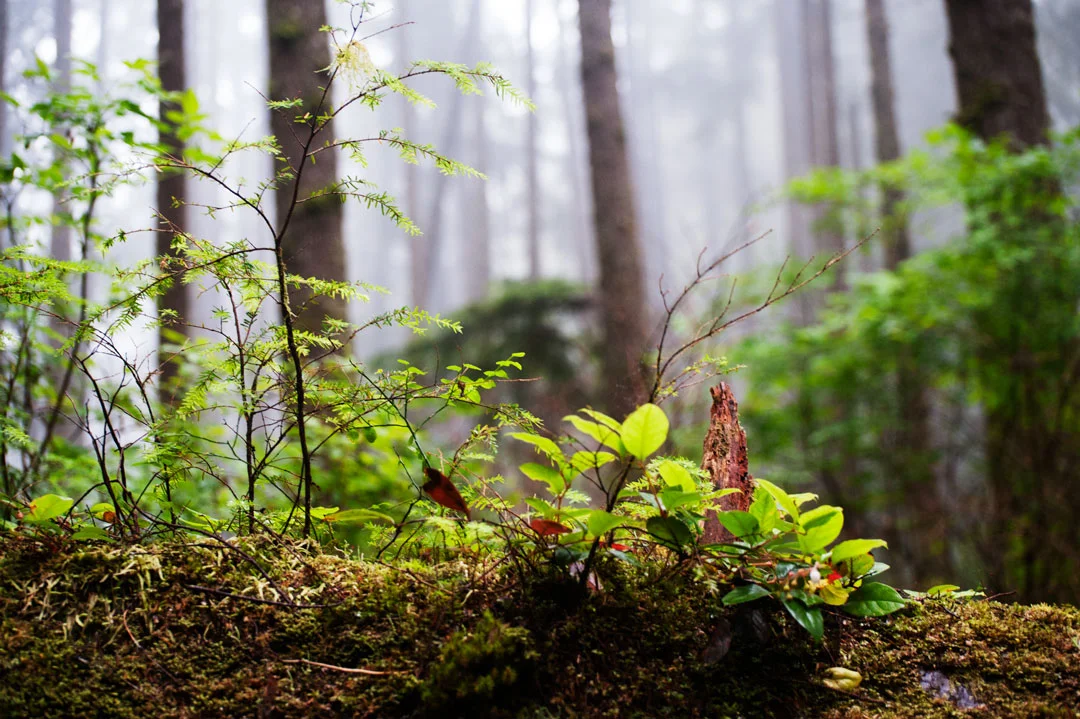 Forest Floor
