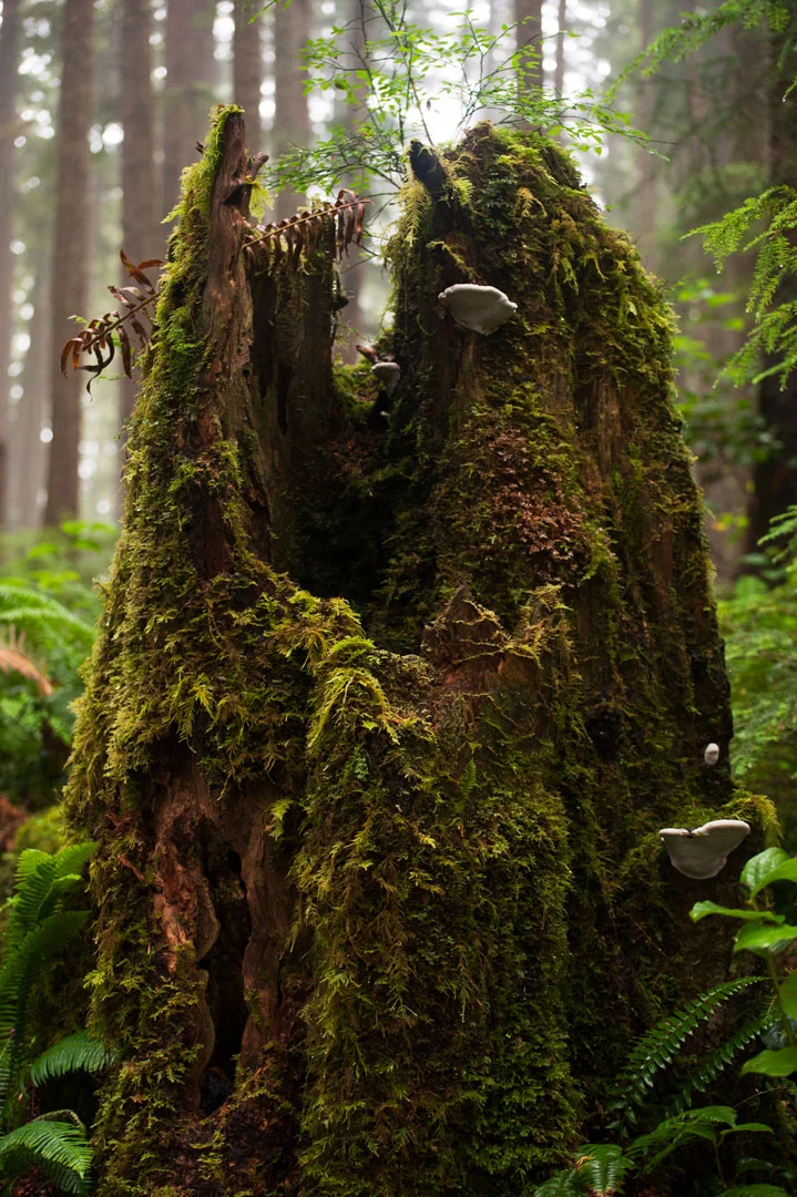 Mossy Cathedral