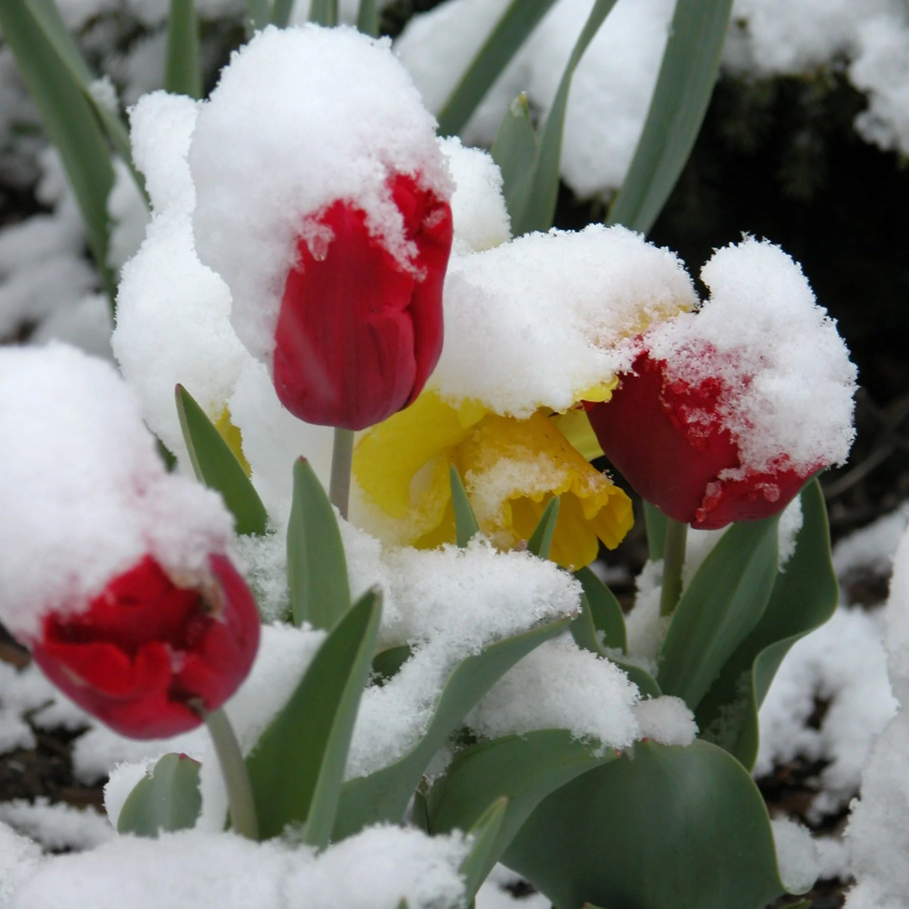 Early Spring Not Good News