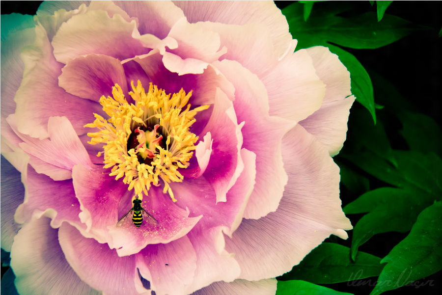 The Honeybee: A Blessing From Allah