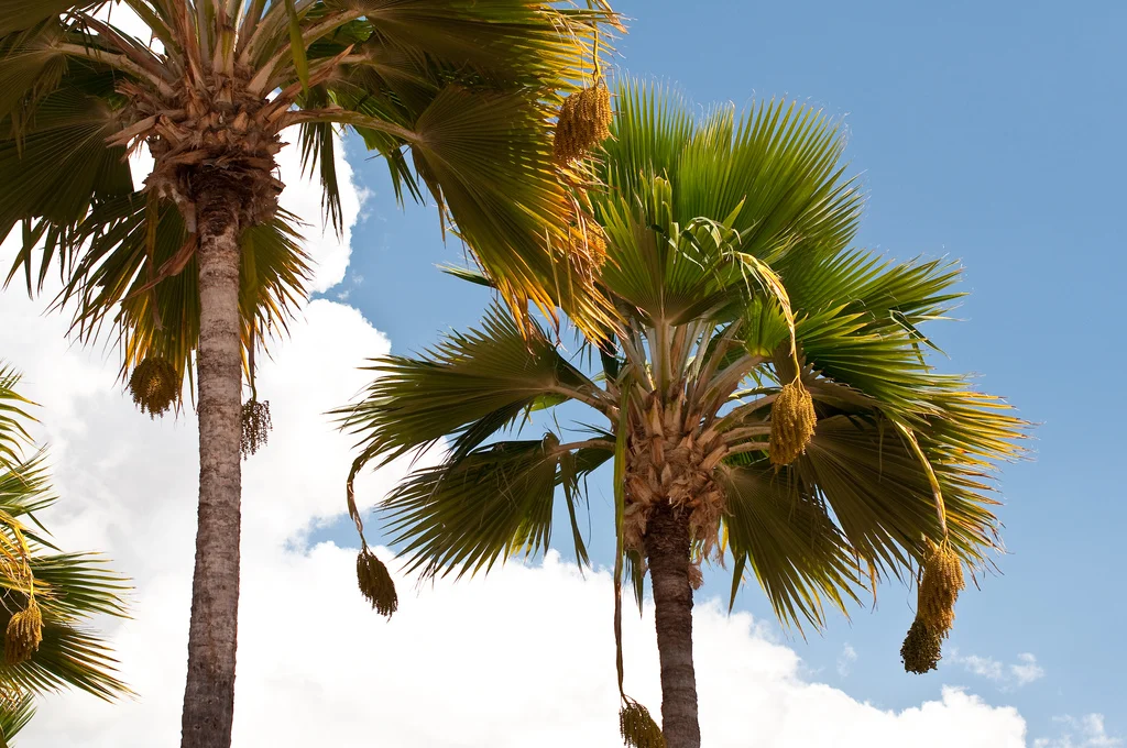 Figs, Dates, Laurel and Myrrh - Plants of the Bible and Quran 