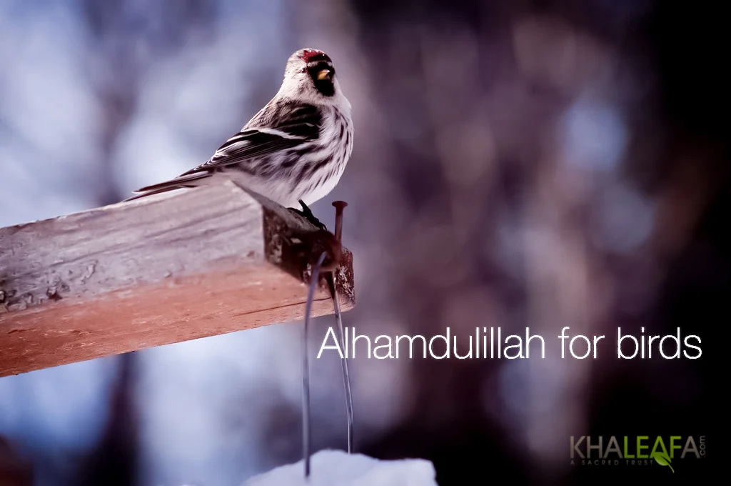 Alhamdulillah for Birds