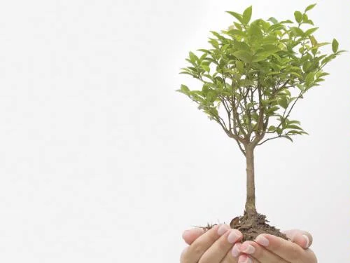 Going green not new in Islam