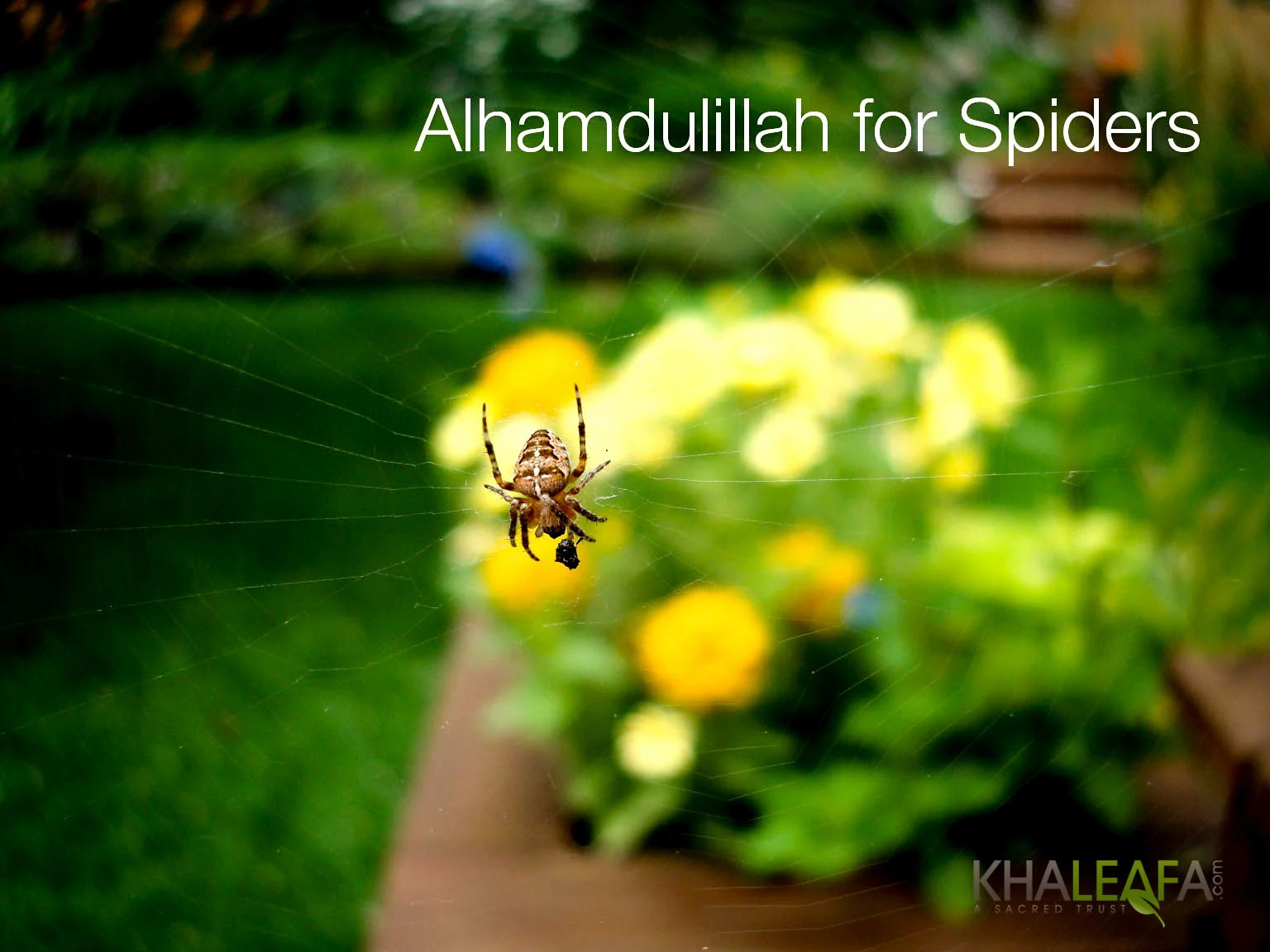 Alhamdulillah for Spiders
