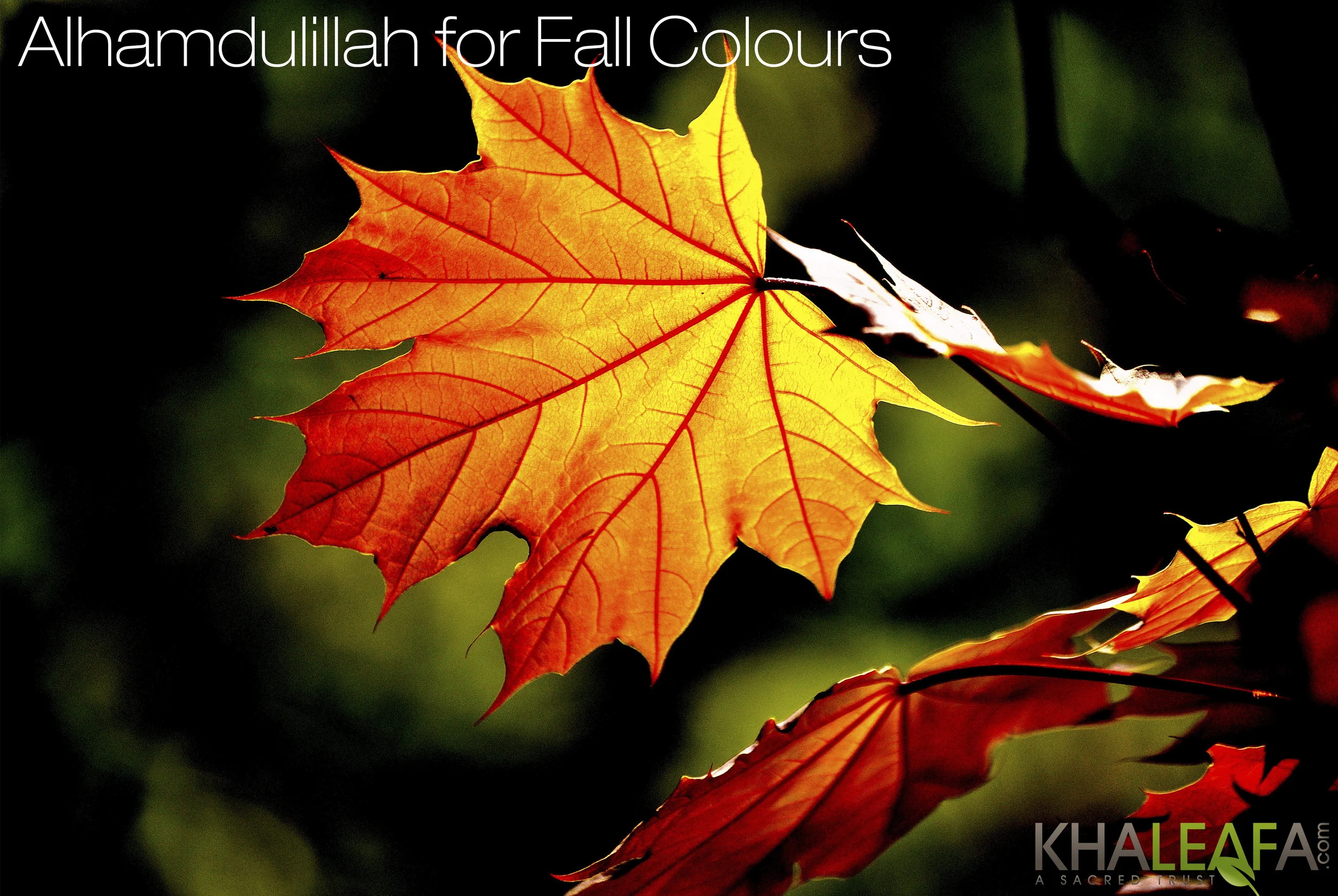 Alhamdulillah for Fall Colours