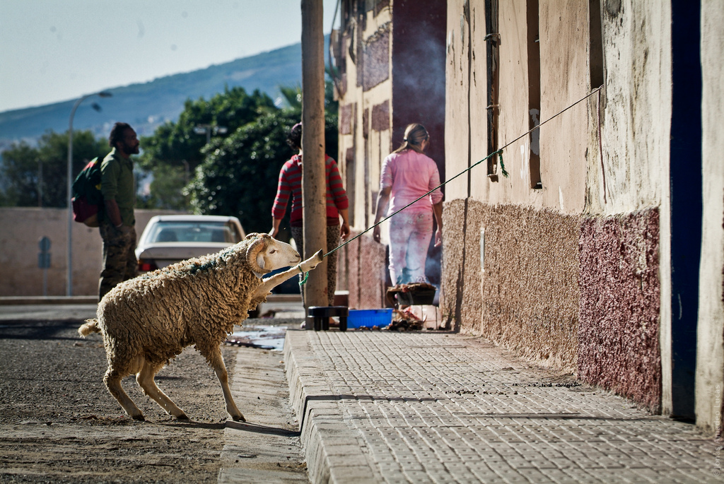 Islam and Animal Rights — Khaleafa Islam and Animal Rights — Khaleafa