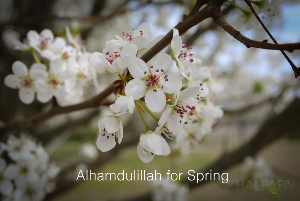Alhamdulillah for Spring