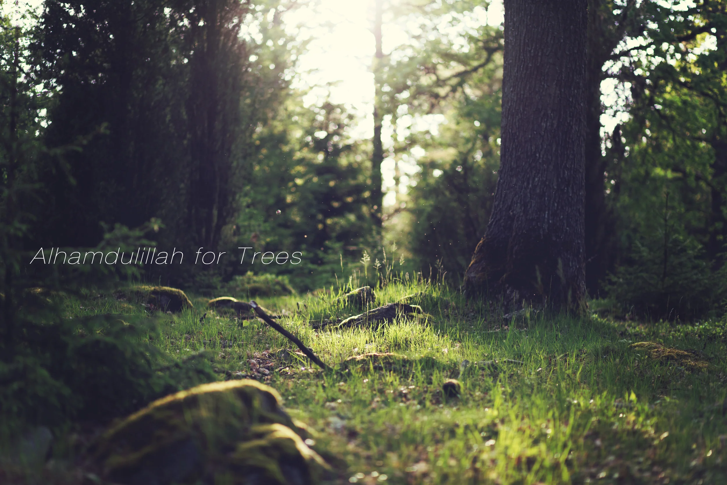 Alhamdulillah for Trees