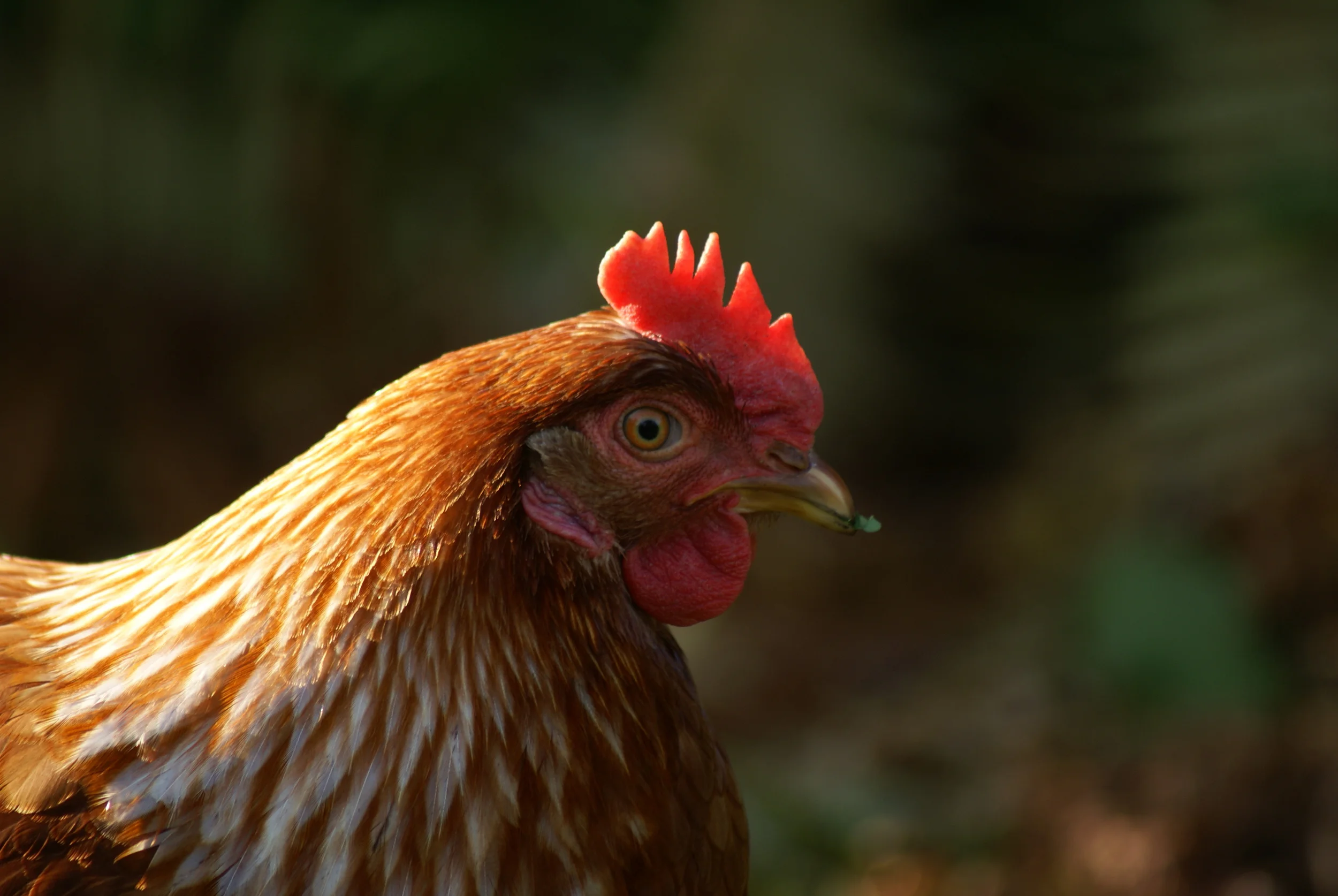 It's Time We Treat Chickens as Animals and Not Products