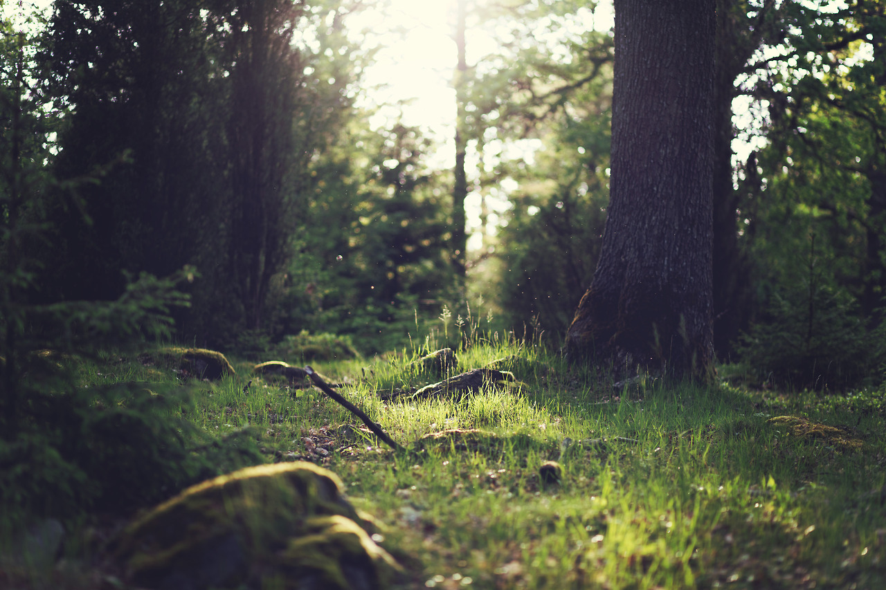 Forest.jpg