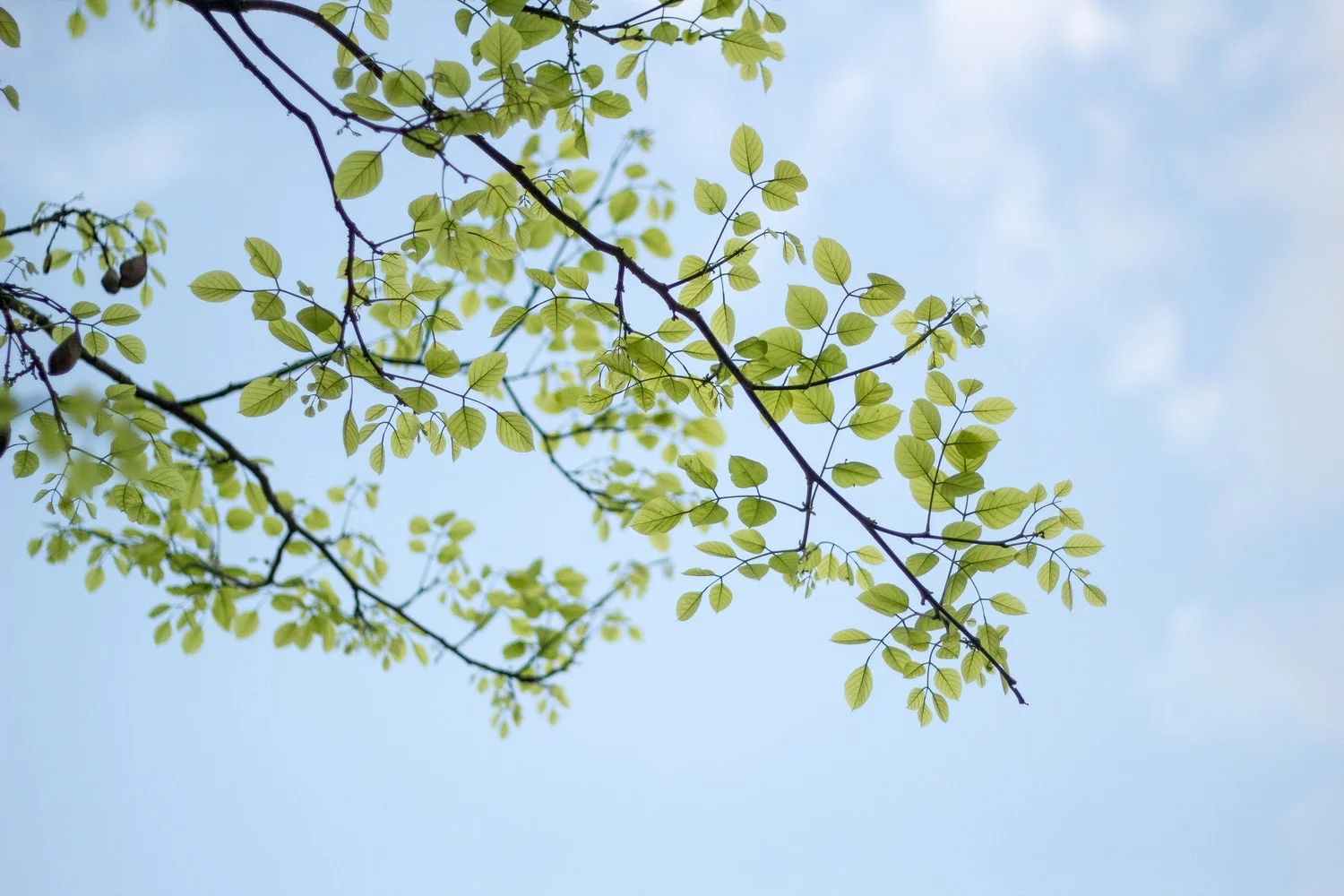 Green Ramadan Guide