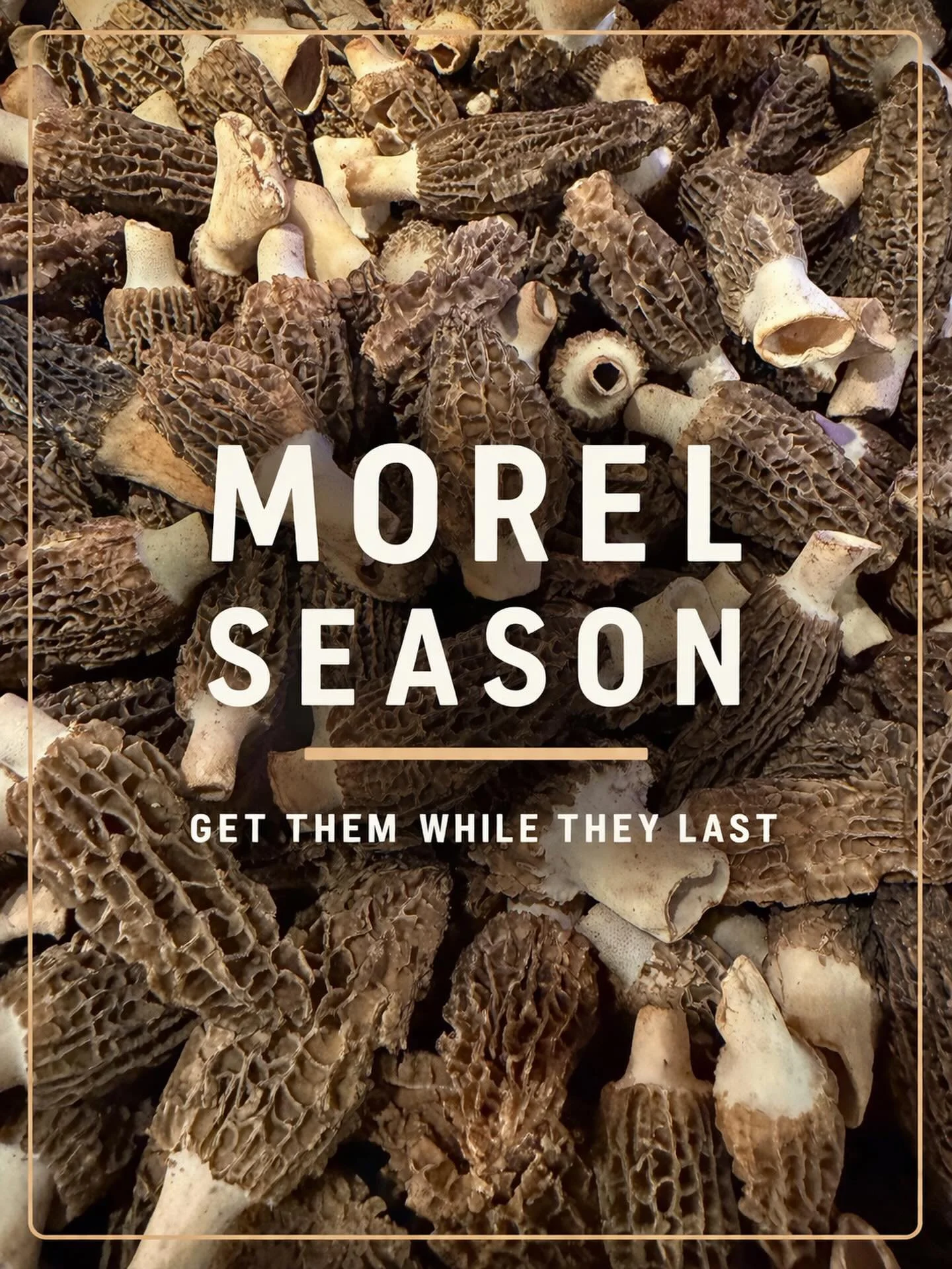 Morel &amp; Asparagus Taco going fast!  This might be the last week so get it while you can!