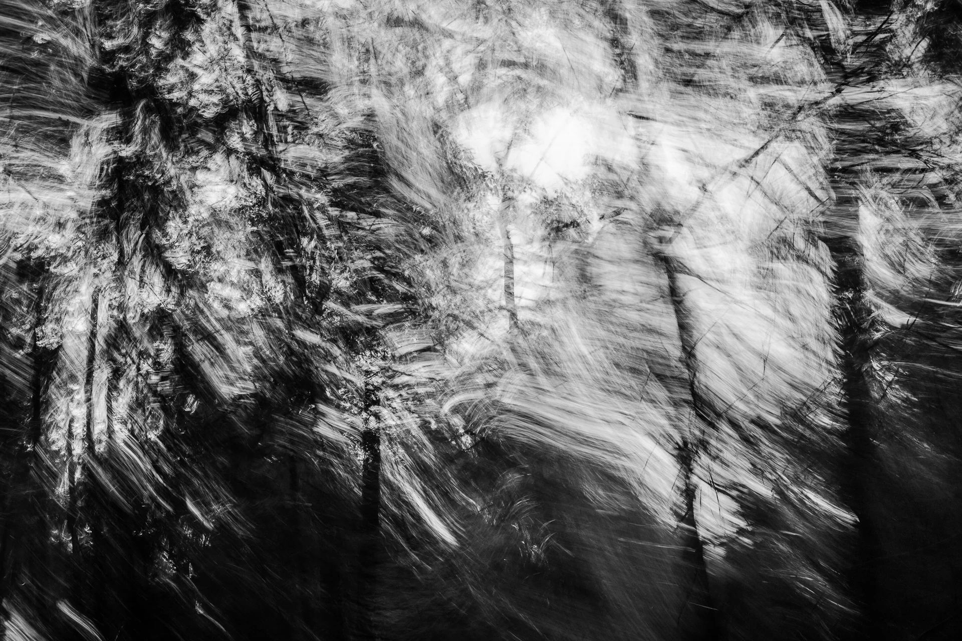 20152015_AlleghenyForrest-0317.jpg