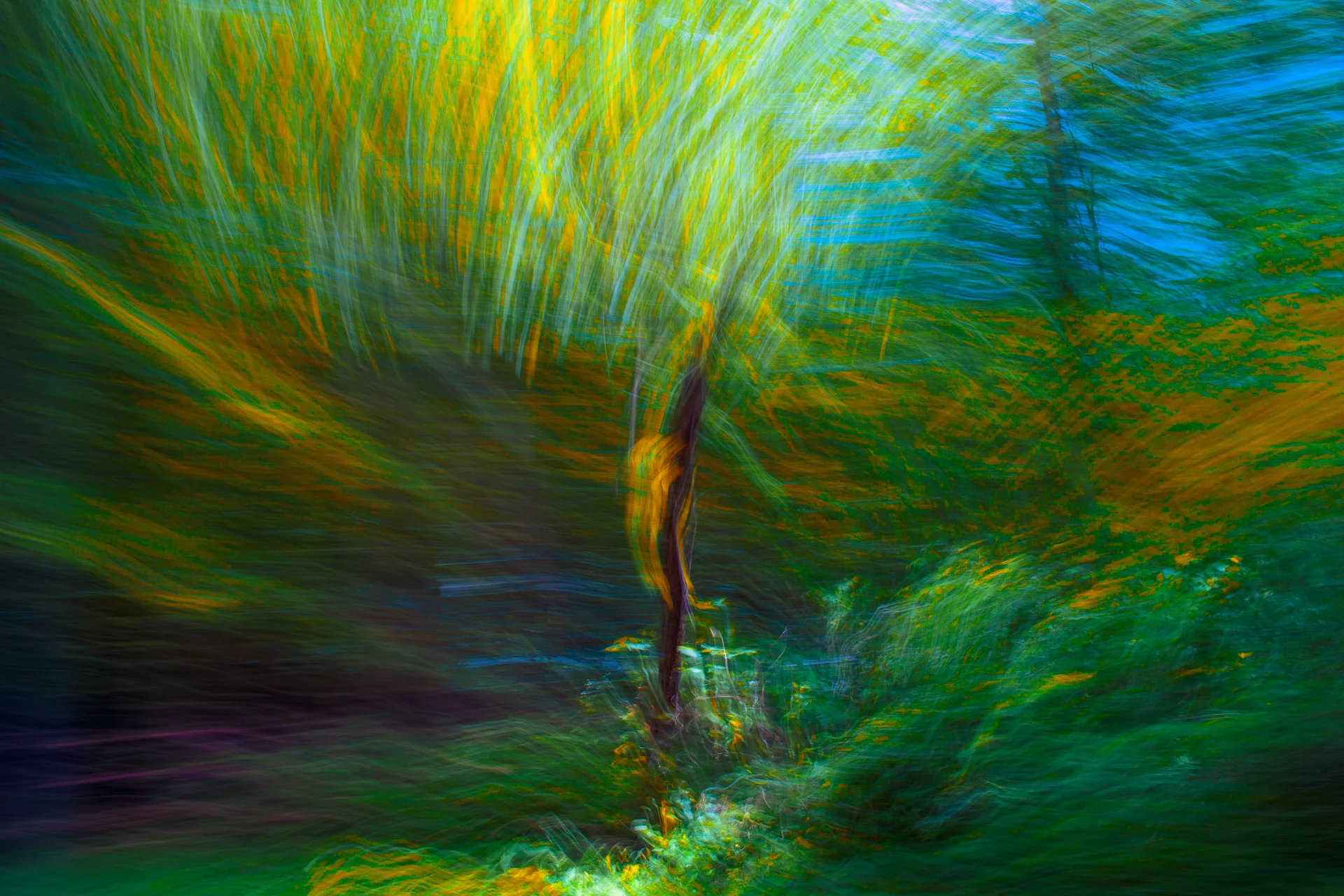 5-SummerTree.jpg