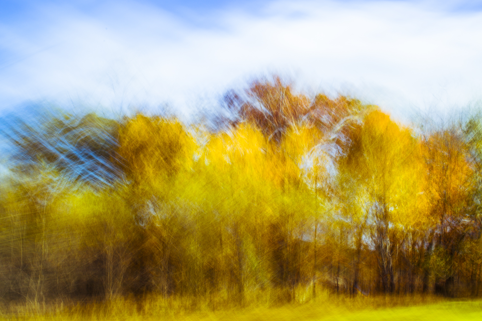 OC_Yellow Trees-001.jpg