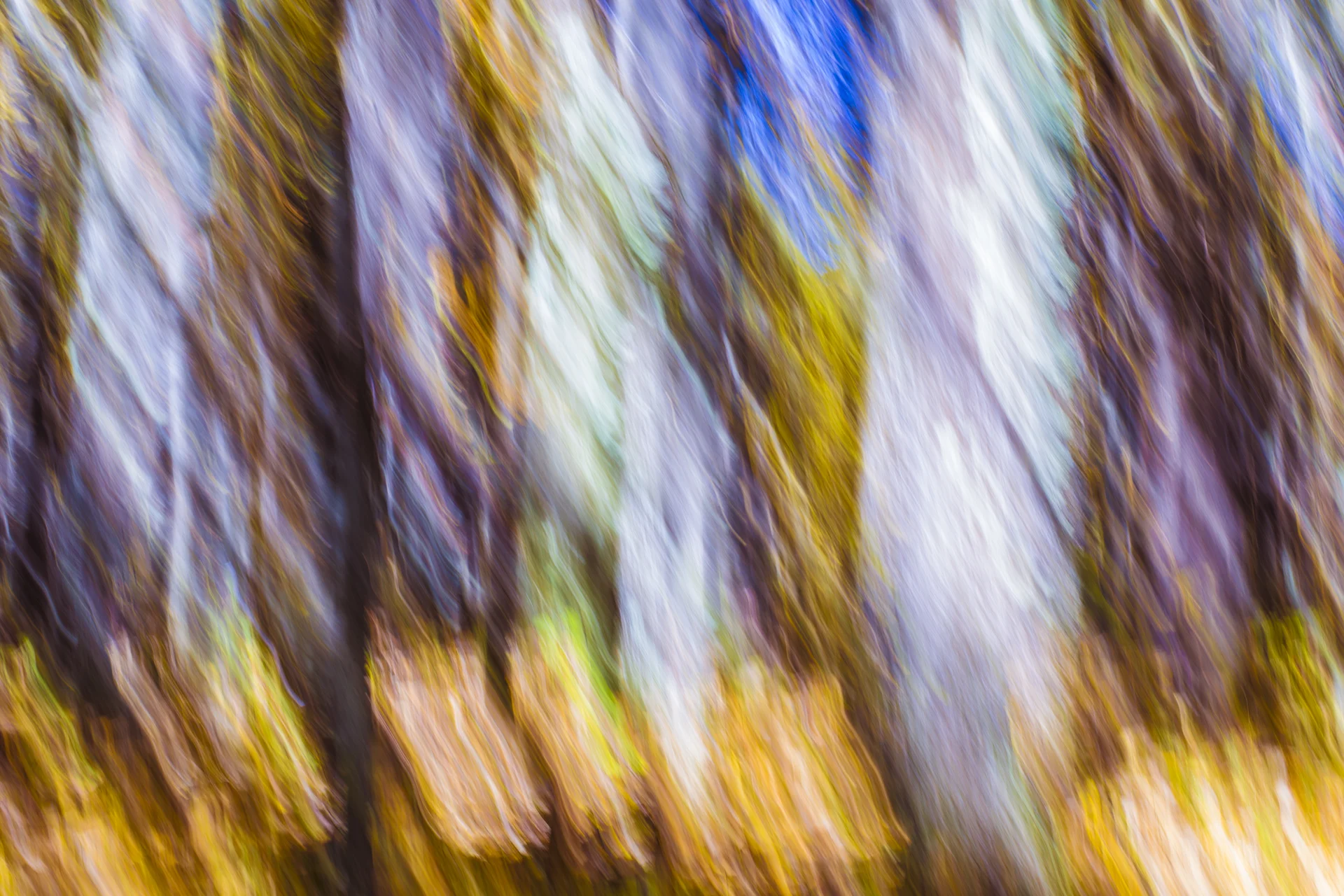 OC_AlleghenyForest_Abstract_2015-001.jpg